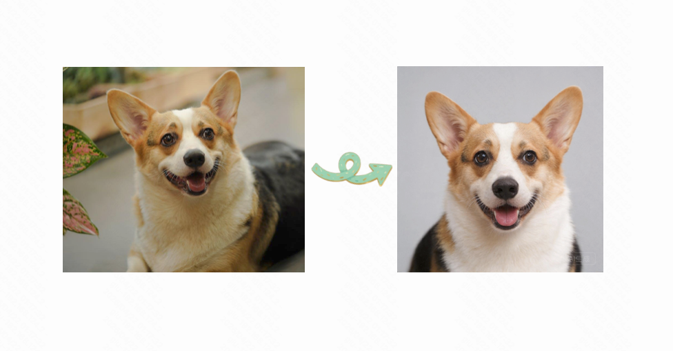 AI generates a professional dog ID portrait with clean background, perfect for pet passports, vet records, and official documentation