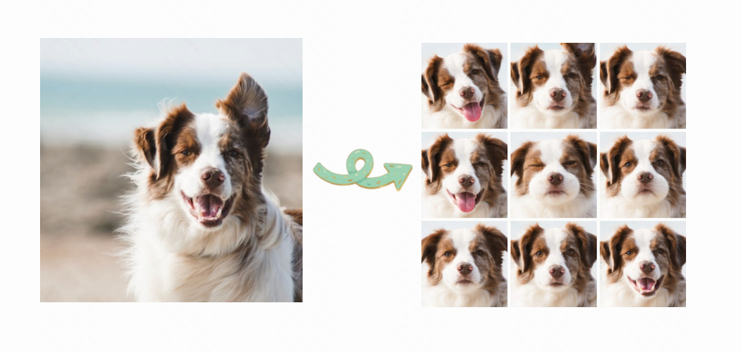 Upload your dog photo → AI generates 9-photo collage